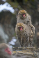 Japanese Snow Monkeys in Jigokudani Winter, Nagano