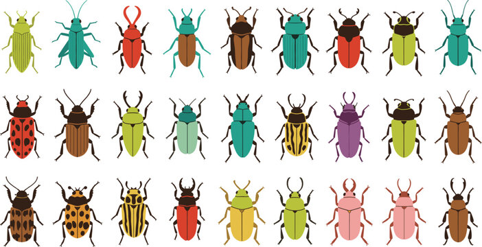 Colorful beetle insect illustration set with different species patterns and shapes isolated on white background vector