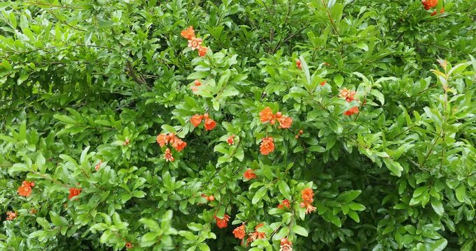 A pomegranate tree (Punica granatum) Magnificent shrub producing red-scarlet flowers at the tips of thorny brown branches covered with medium green, lanceolate leaves