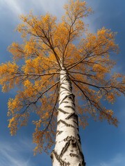 Fototapeta premium A low-angle view of a tall birch tree with a white, textured trunk and dark markings, rising dramatically toward the sky. Its branches spread wide overhead, filled with vibrant golden-yellow autumn.