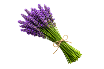Freshly cut fragrant lavender bouquet tied with natural twine, perfect for aromatherapy products, herbal remedies, and decorative floral arrangements in wellness and lifestyle promotions.