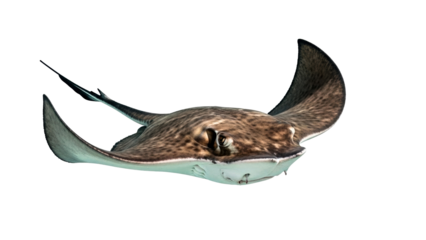 A majestic spotted eagle ray glides gracefully through clear water, showcasing its distinctive pattern, ideal for ocean wildlife documentaries and educational content on marine life.