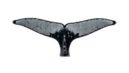 A powerful humpback whales tail emerges from the ocean surface covered in barnacles and water droplets, perfect for promoting marine conservation, educational content, or travel experiences.