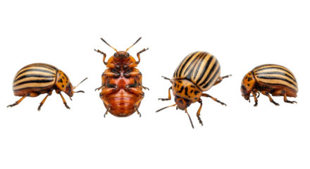 Colorado Potato Beetle - Striped Insect Pest on White Background