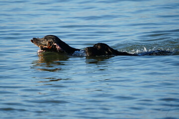 Fototapeta premium two labradors swimming in the sea with a stick, cute wallpaper