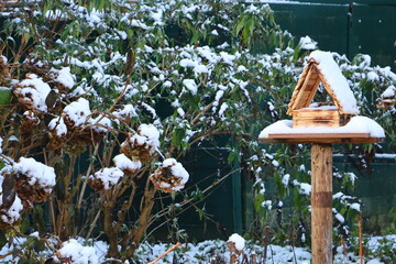 bird feeder in the garden