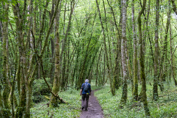 Obraz premium randonneur en sous-bois, senior se promenant sur un sentier de forêt