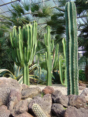 Tall green cacti growing in a botanical garden greenhouse, surrounded by rocks and tropical plants, creating an exotic desert atmosphere with natural light and rich textures.