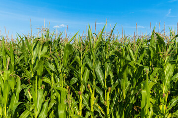 Fototapeta premium Green corn leaves against the blue sky