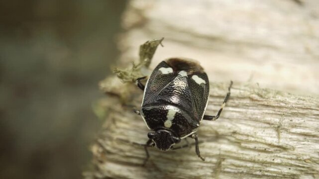 Close-up of a shield bug (Eurydema oleracea), also known as the rape bug, crucifer shield bug, or cabbage bug