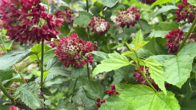 Bright red blooms of the Bubblegum viburnum swayed gently in the spring breeze, basking in the warm sunlight on a perfect sunny day.