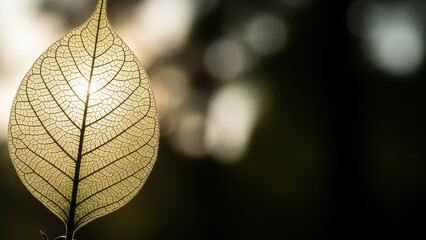 Single leaf skeleton lit by soft sunlight with intricate veins visible and blurred green background