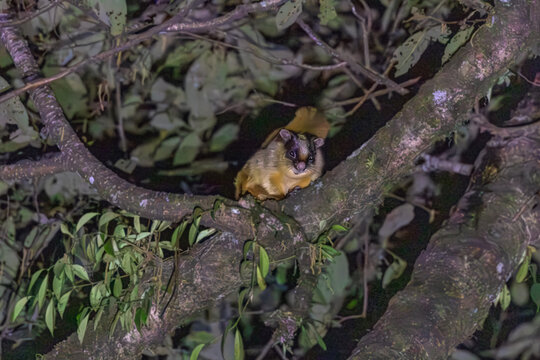 Hodgson's giant flying squirrel (Petaurista magnificus) at Mangan, Sikkim, India.