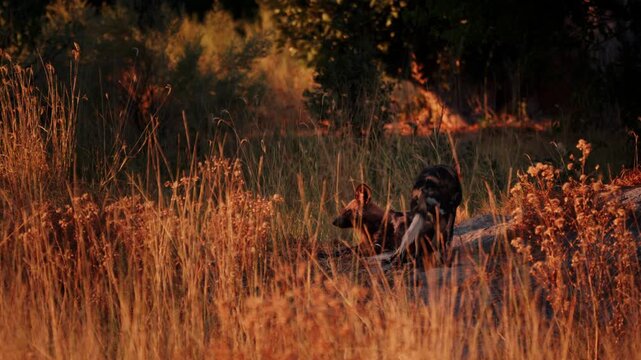 Rare African painted dogs resting in the wild, wildlife conservation