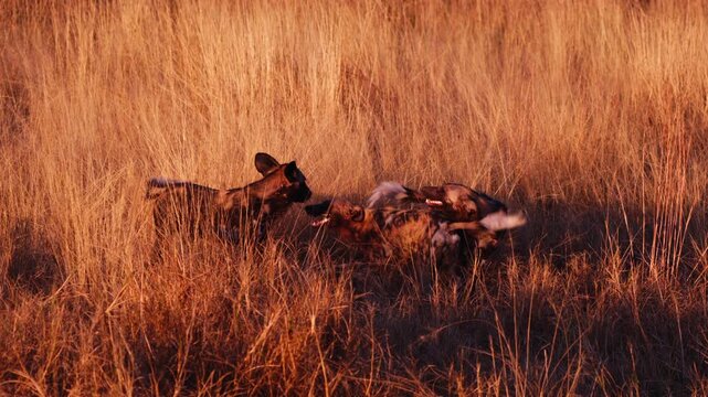 Rare African painted dogs resting in the wild, wildlife conservation