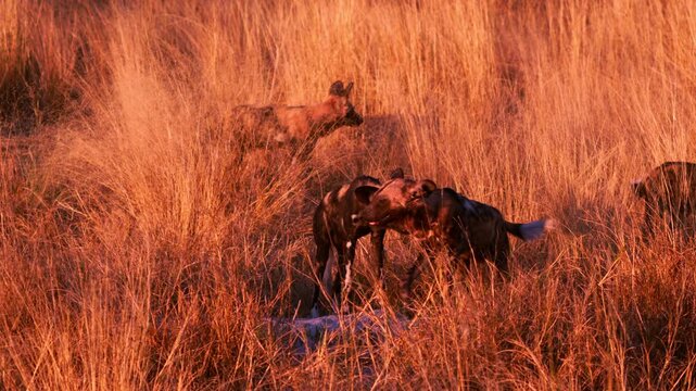Rare African painted dogs resting in the wild, wildlife conservation