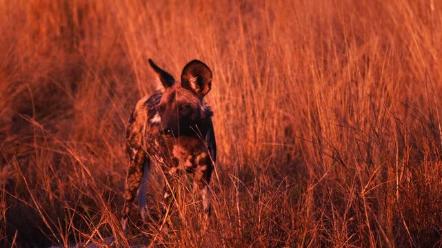 Rare African painted dogs resting in the wild, wildlife conservation