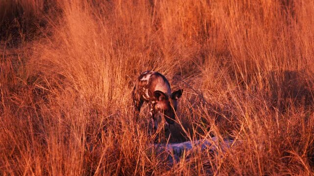 Rare African painted dogs resting in the wild, wildlife conservation