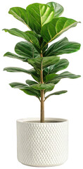 Lush, vibrant green fiddle leaf fig plant with broad, rounded leaves and a textured, light beige ceramic pot, stands upright and flourishing, bathed in soft,, isolated on transparent background.