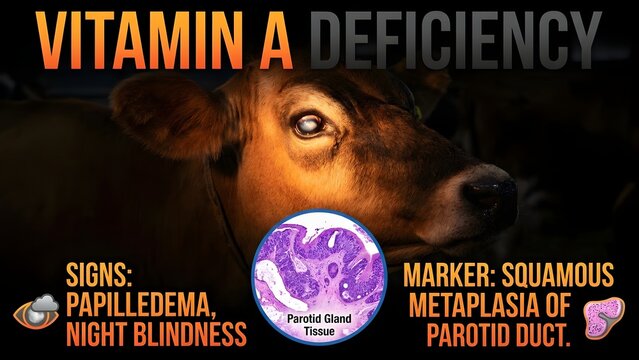 Vitamin a deficiency in cattle causes papilledema and night blindness symptoms with parotid gland tissue showing squamous metaplasia with animal health