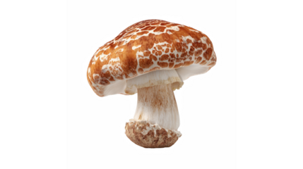 An isolated view of a brown mushroom with a white reticulated pattern on its cap, against a black background