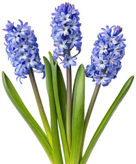 Vibrant and delicate clusters of blue hyacinth flowers with tightly packed petals and smooth, elongated green leaves gracefully arching downwards, presented in a, isolated on transparent background.