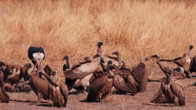 Group of vultures scavenging on a carcass in the African savanna