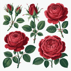 Red Rose Flowers and Buds Botanical Vector Illustration Set