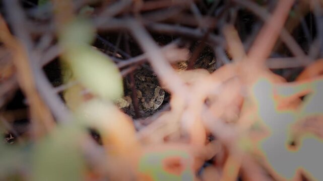 Master of camouflage: Puff adder snake coiled and resting in bush