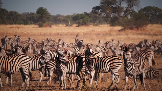 Zebra herd with cute foals grazing in the African savanna, wildlife family