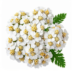 Fresh Achillea millefolium flowers, commonly known as yarrow, isolated on white background. Medicinal herb widely used in herbal medicine, natural remedies, and botanical research.