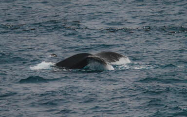 Fototapeta premium Incredible Humpback Whale Surrounded by Penguins in Antarctica. Wildlife Natural Habitat Whale Tail Splashing in Ocean. Epic Scene Animal Documentary