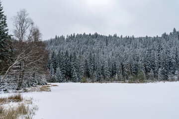 Buhlbachsee im Nationalpark Schwarzwald