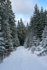 Winter im Schwarzwald