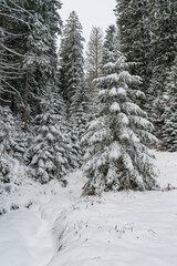 Winter im Schwarzwald