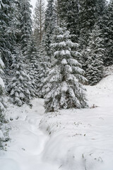 Winter im Schwarzwald