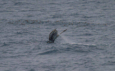 Fototapeta premium Incredible Humpback Whale Surrounded by Penguins in Antarctica Dives. Wildlife Natural Habitat Whale Tail in Ocean. Epic Scene Animal Documentary