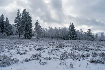 Winterliche Grindefl&auml;chen im Nationalpark Schwarzwald