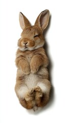 Naklejka premium baby bunny relaxed posture, veterinary wellness theme