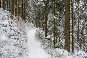 Winter im Schwarzwald