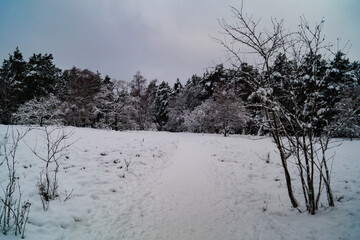 Naturschutzgebiet Fischbeker Heide im Winter 