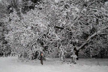 Naturschutzgebiet Fischbeker Heide im Winter 