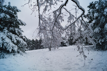 Naturschutzgebiet Fischbeker Heide im Winter 