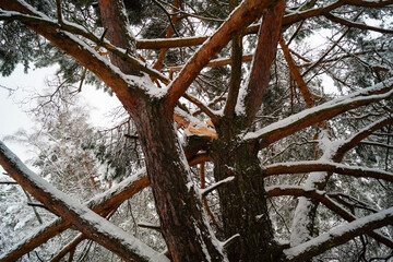 Naturschutzgebiet Fischbeker Heide im Winter 