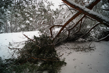 Naturschutzgebiet Fischbeker Heide im Winter 