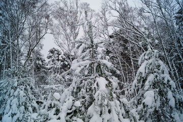 Naturschutzgebiet Fischbeker Heide im Winter 