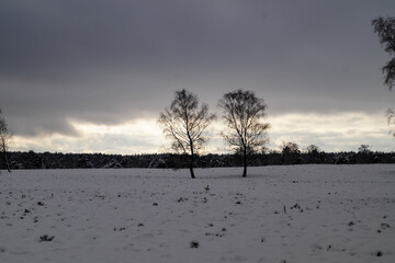 Naturschutzgebiet Fischbeker Heide im Winter 