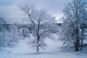Naturschutzgebiet Fischbeker Heide im Winter 