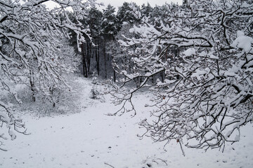 Naturschutzgebiet Fischbeker Heide im Winter 