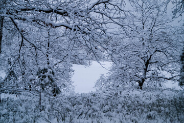 Naturschutzgebiet Fischbeker Heide im Winter 